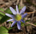 Thimbleweed